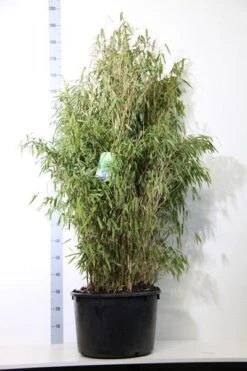 Niet Woekerende Bamboe (Fargesia Murieliae 'Simba') 27 Niet Woekerende Bamboe (Fargesia Murieliae 'Simba') -Directplant Winkel fargesia mur. simba 125 150 cm co. 40l 1