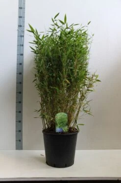 Niet Woekerende Bamboe (Fargesia Murieliae 'Simba') 25 Niet Woekerende Bamboe (Fargesia Murieliae 'Simba') -Directplant Winkel fargesia mur. simba 80 100 cm co. 15l kopie kopie 1