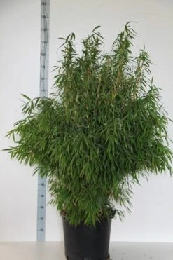 Niet Woekerende Bamboe (Fargesia Murieliae 'Jumbo') -Directplant Winkel fargesia mur. super jumbo 125 150 cm co.30l 1