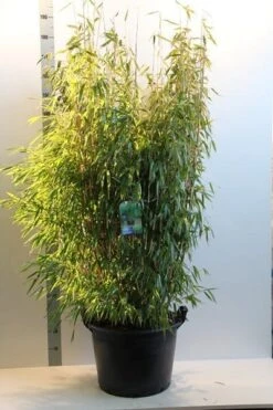 Niet Woekerende Bamboe (Fargesia Murieliae 'Jumbo') -Directplant Winkel fargesia mur. super jumbo 150 175 cm co. 35l