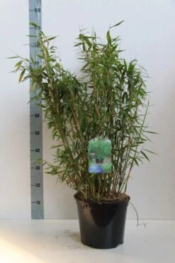 Niet Woekerende Bamboe (Fargesia Murieliae 'Jumbo') -Directplant Winkel fargesia mur. super jumbo 60 80 cm co. 7.5l kopie 2
