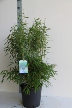 Niet Woekerende Bamboe (Fargesia Murieliae 'Jumbo') -Directplant Winkel fargesia mur. super jumbo 80 100 cm co. 12l 2