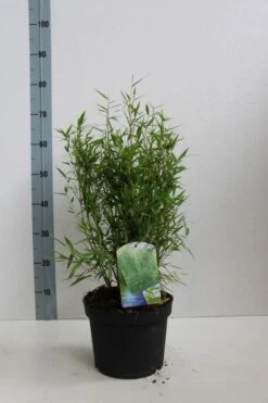 Niet Woekerende Bamboe (Fargesia Murieliae 'Bimbo') -Directplant Winkel fargesia mur bimbo 40 60 co. 5l kopie 1