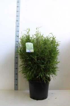 Niet Woekerende Bamboe (Fargesia Murieliae 'Bimbo') -Directplant Winkel fargesia mur bimbo 60 80 cm co. 20l kopie 2