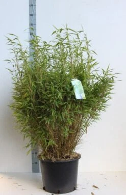 Niet Woekerende Bamboe (Fargesia Murieliae 'Bimbo') -Directplant Winkel fargesia mur bimbo 80 100 cm co. 25l kopie 1