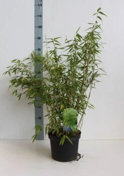 Niet Woekerende Bamboe (Fargesia Murieliae 'Simba') -Directplant Winkel fargesia mur simba 50 60 cm co.5l kopie