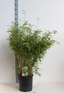 Niet Woekerende Bamboe (Fargesia Murieliae 'Jumbo') -Directplant Winkel fargesia mur super jumbo 80 100 cm co. 12l. kopie 1
