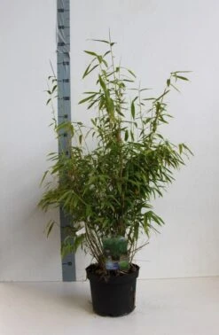 Niet Woekerende Bamboe (Fargesia Murieliae 'Jumbo') -Directplant Winkel fargesia mur super jumbo 80 100 cm co. 12l kopie 1