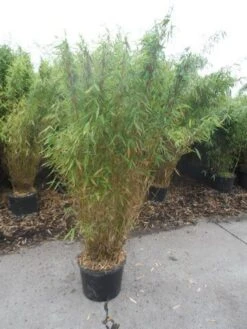Niet Woekerende Bamboe (Fargesia Murieliae 'Jumbo') -Directplant Winkel fargesia murieliae jumbo 150 175 c25