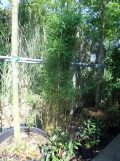 Niet Woekerende Bamboe (Fargesia Murieliae 'Jumbo') -Directplant Winkel fargesia murieliae jumbo 175 200 c35