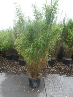 Niet Woekerende Bamboe (Fargesia Murieliae 'Simba') 26 Niet Woekerende Bamboe (Fargesia Murieliae 'Simba') -Directplant Winkel fargesia murieliae simba 125 150 c20 1