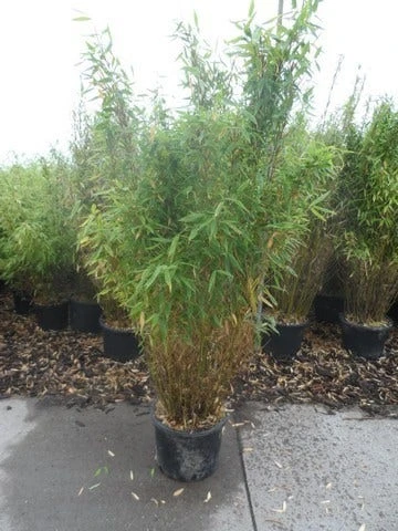 Niet Woekerende Bamboe (Fargesia Murieliae 'Simba') 13 Niet Woekerende Bamboe (Fargesia Murieliae 'Simba') - Afbeelding 11