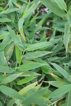 Niet Woekerende Bamboe (Fargesia Murieliae 'Simba') 22 Niet Woekerende Bamboe (Fargesia Murieliae 'Simba') -Directplant Winkel fargesia murieliae simba 1 1