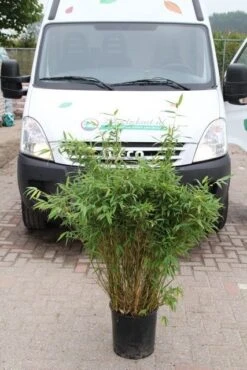 Niet Woekerende Bamboe (Fargesia Murieliae 'Simba') -Directplant Winkel fargesia murieliae simba 2