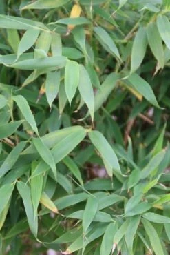 Niet Woekerende Bamboe (Fargesia Murieliae 'Simba') 21 Niet Woekerende Bamboe (Fargesia Murieliae 'Simba') -Directplant Winkel fargesia murieliae simba 3 1