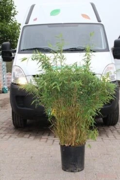 Niet Woekerende Bamboe (Fargesia Murieliae 'Simba') 29 Niet Woekerende Bamboe (Fargesia Murieliae 'Simba') -Directplant Winkel fargesia murieliae simba 4 1