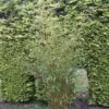 Niet Woekerende Bamboe (Fargesia Robusta) -Directplant Winkel fargesia robusta 1