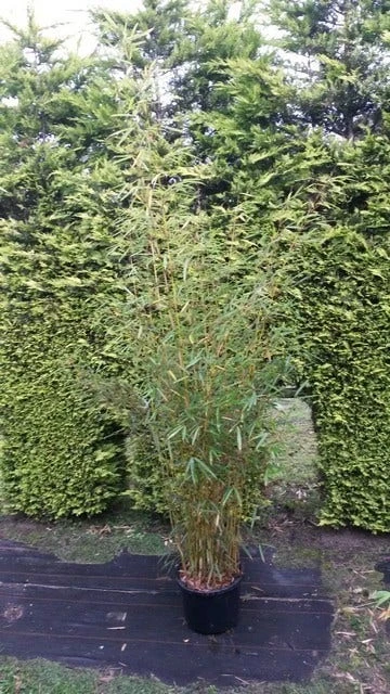 Niet Woekerende Bamboe (Fargesia Robusta) 3 Niet Woekerende Bamboe (Fargesia Robusta)