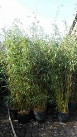 Niet Woekerende Bamboe (Fargesia Robusta) 27 Niet Woekerende Bamboe (Fargesia Robusta) -Directplant Winkel fargesia robusta 1 1