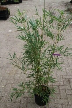 Niet Woekerende Bamboe (Fargesia Robusta) 24 Niet Woekerende Bamboe (Fargesia Robusta) -Directplant Winkel fargesia robusta 1 1