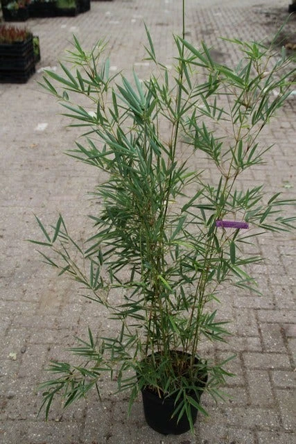 Niet Woekerende Bamboe (Fargesia Robusta) 9 Niet Woekerende Bamboe (Fargesia Robusta) - Afbeelding 7