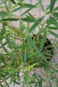 Niet Woekerende Bamboe (Fargesia Robusta) 23 Niet Woekerende Bamboe (Fargesia Robusta) -Directplant Winkel fargesia robusta 2 1