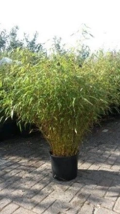 Bamboe (Fargesia Rufa) -Directplant Winkel fargesia rufa 1 1