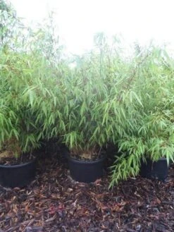 Bamboe (Fargesia Rufa) -Directplant Winkel fargesia rufa 100 125 c25