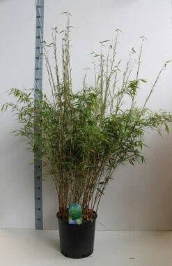 Bamboe (Fargesia Rufa) -Directplant Winkel fargesia rufa 120 140 cm co. 18 kopie