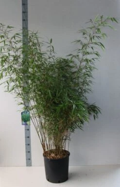 Bamboe (Fargesia Rufa) -Directplant Winkel fargesia rufa 125 150 co. 18l kopie kopie