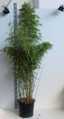 Bamboe (Fargesia Rufa) -Directplant Winkel fargesia rufa 150 175 kopie 1