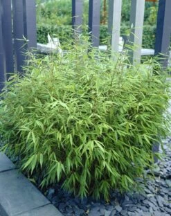 Bamboe (Fargesia Rufa) -Directplant Winkel fargesia rufa 3