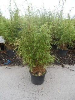 Bamboe (Fargesia Rufa) -Directplant Winkel fargesia rufa 80 100 125 c12 1