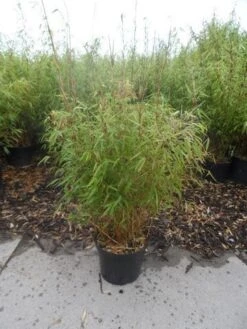Bamboe (Fargesia Rufa) -Directplant Winkel fargesia rufa 80 100 c10 1