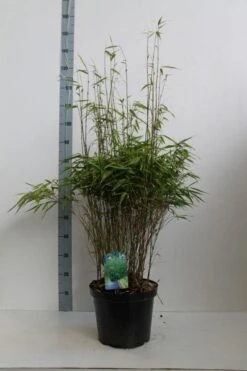 Bamboe (Fargesia Rufa) -Directplant Winkel fargesia rufa 80 100 co. 10l kopie