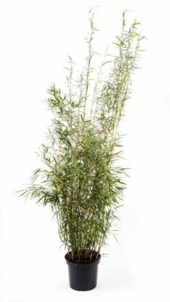 Niet Woekerende Bamboe (Fargesia Robusta 'Campbell') -Directplant Winkel fargesiacampbell01 1