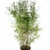 Niet Woekerende Bamboe (Fargesia 'Dino') -Directplant Winkel fargesiadino01 1