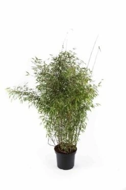 Niet Woekerende Bamboe (Fargesia 'Jiuzhaigou') -Directplant Winkel fargesiajiuzhaigou01