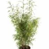 Bamboe (Fargesia Rufa) 2 Bamboe (Fargesia Rufa) -Directplant Winkel fargesiarufa01 1