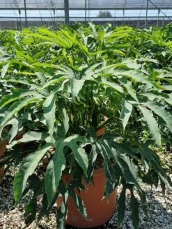 Vingerplant (Fatsia Polycarpa 'Green Fingers') -Directplant Winkel fatisa polycarpa green fingers 1 1