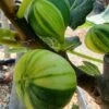 Vijg (Ficus Carica 'Panache') -Directplant Winkel ficus caira panachee 1