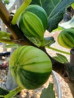 Vijg Op Stam (Ficus Carica 'Panache') -Directplant Winkel ficus caira panachee 1 1