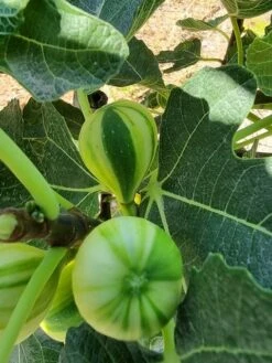 Vijg (Ficus Carica 'Panache') -Directplant Winkel ficus caira panachee 2 1