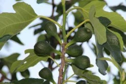 Vijg (Ficus Carica) -Directplant Winkel ficus carica 2 2