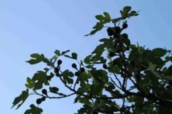 Vijg Op Stam (Ficus Carica) -Directplant Winkel ficus carica 3 1