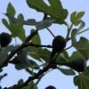 Vijg Op Stam (Ficus Carica) -Directplant Winkel ficus carica 4 1