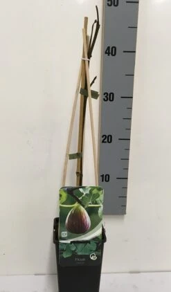 Vijg (Ficus Carica) -Directplant Winkel ficus carica 50 60 c2