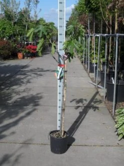 Vijg Op Stam (Ficus Carica) -Directplant Winkel ficus carica halfstam c15 1