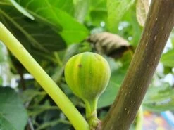 Vijg (Ficus Carica 'Panache') -Directplant Winkel ficuscaricapanache01