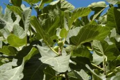 Vijg (Ficus Carica 'Panache') -Directplant Winkel ficuscaricavi 2